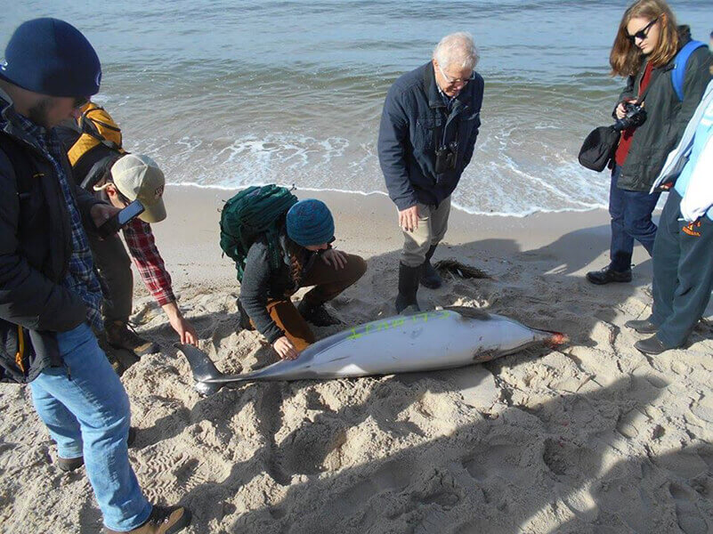 Image: Bob Prescott discusses marine strandings
